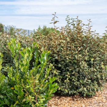 Elaeagnus - ebbingei - Taneo - Ladet